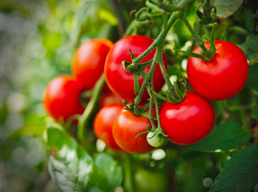 El mundo del&nbsp;Tomate